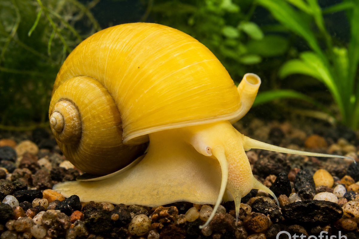 Ампулярия