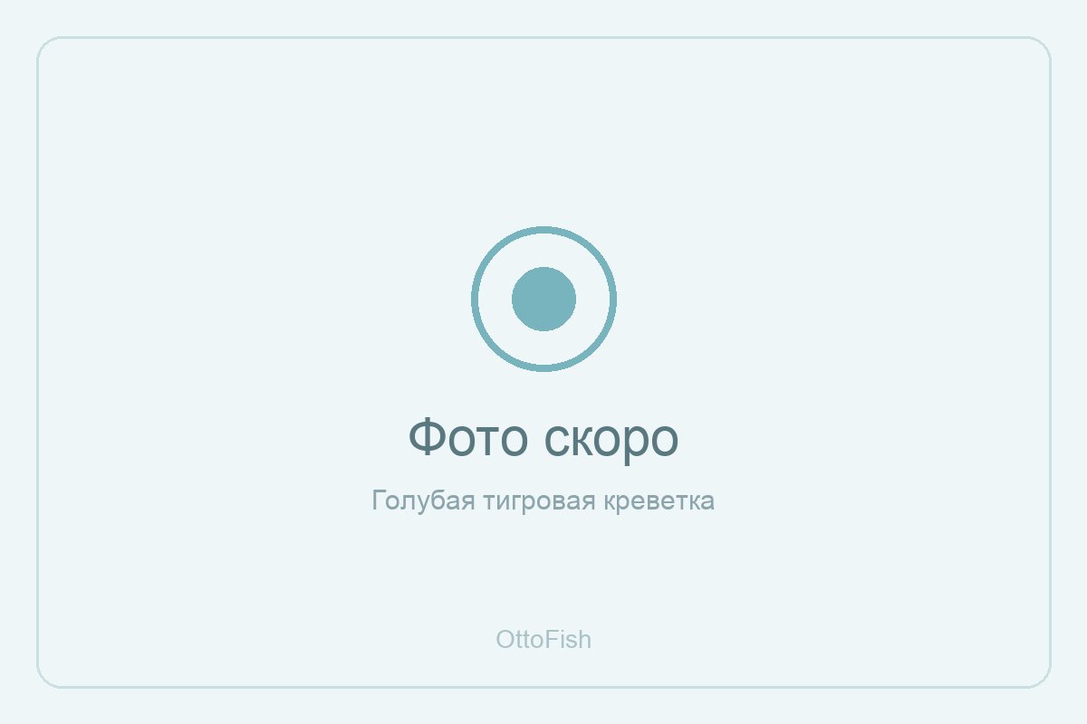 Креветка голубая тигровая