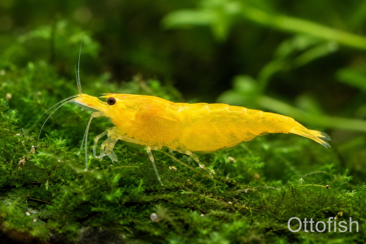Креветка Yellow Fire