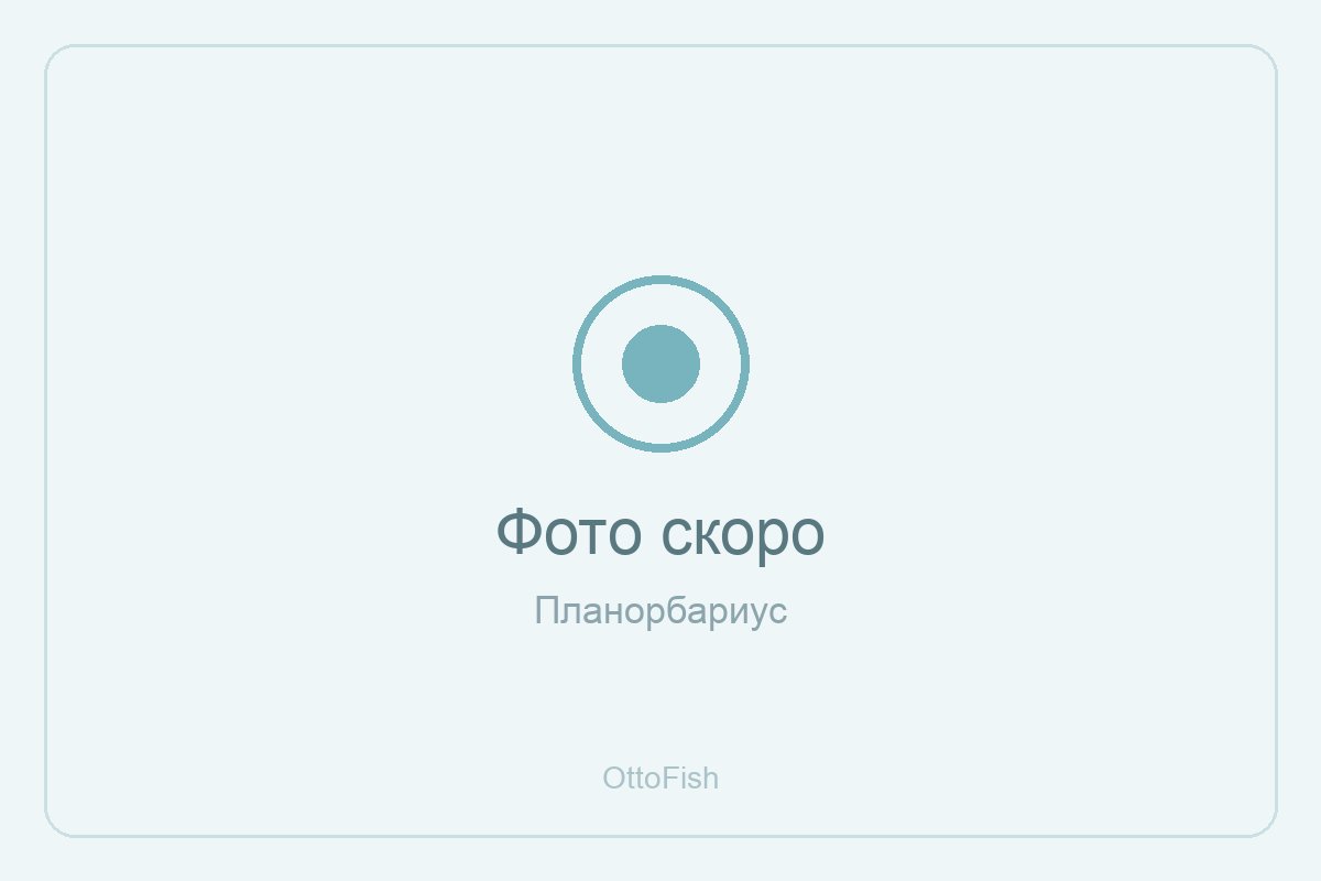 Планорбариус