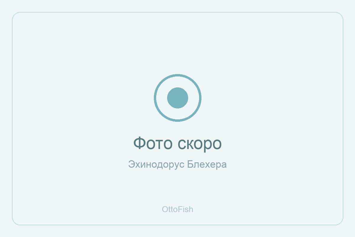 Эхинодорус Блехера