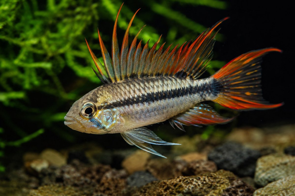 Апистограмма какаду (Apistogramma cacatuoides)