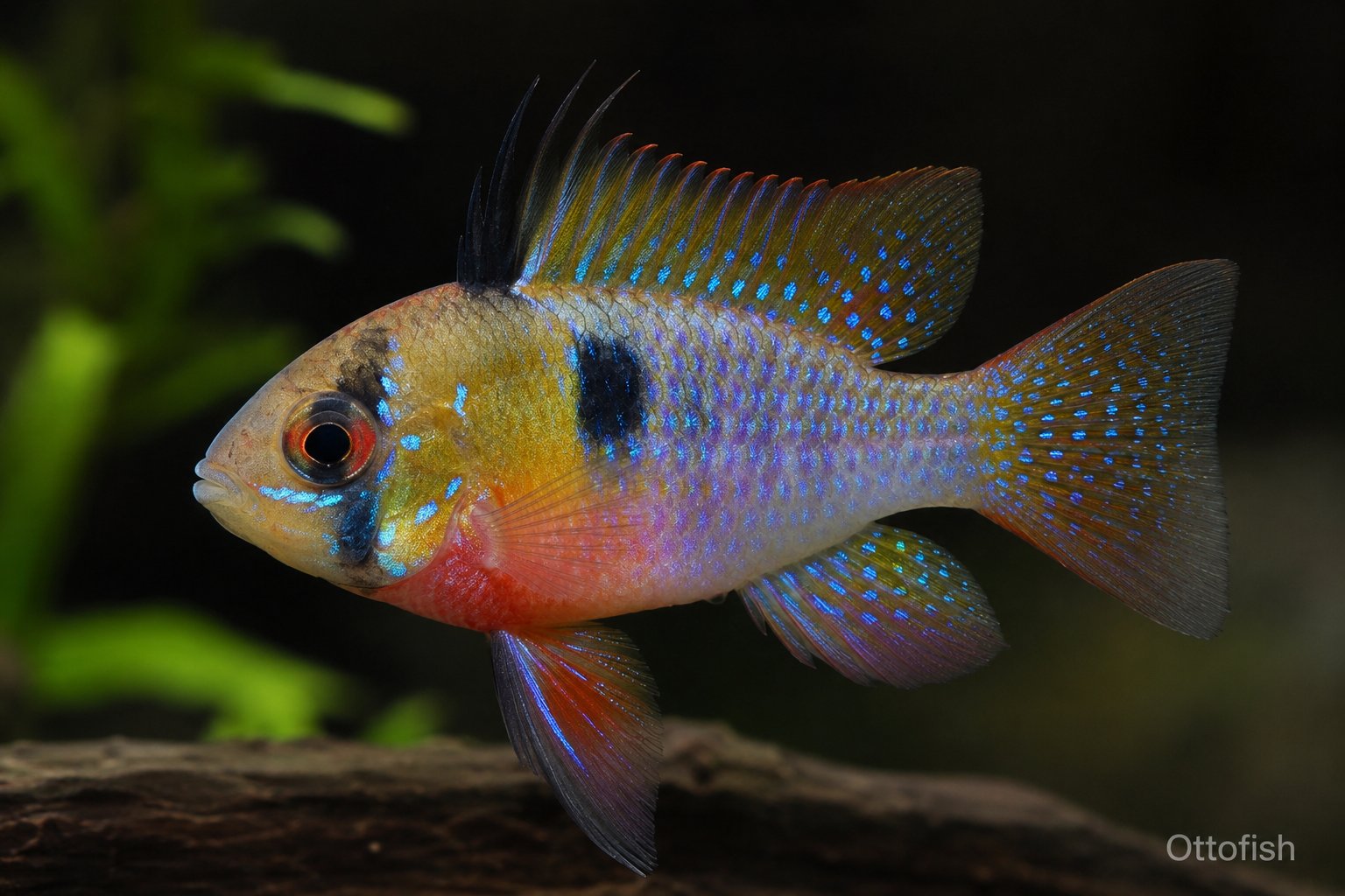 Апистограмма рамирези (Mikrogeophagus ramirezi)
