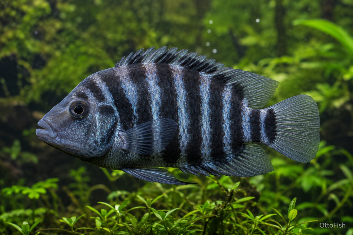Цихлазома чернополосая (Amatitlania nigrofasciata)