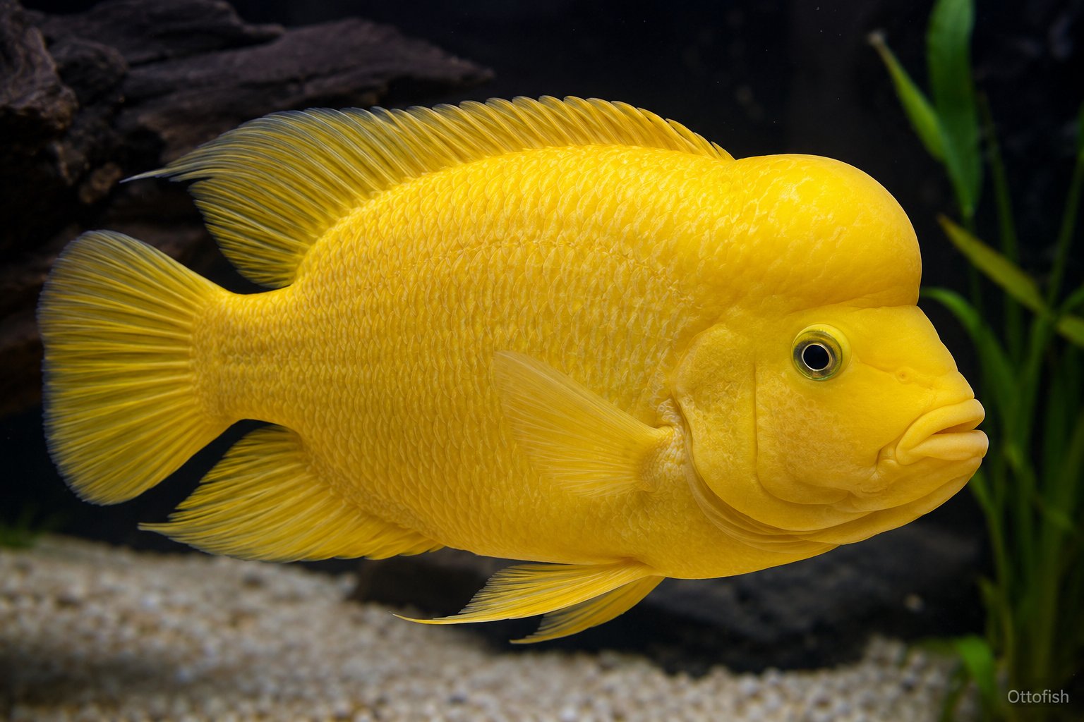 Цитроновая цихлида (Amphilophus citrinellus)