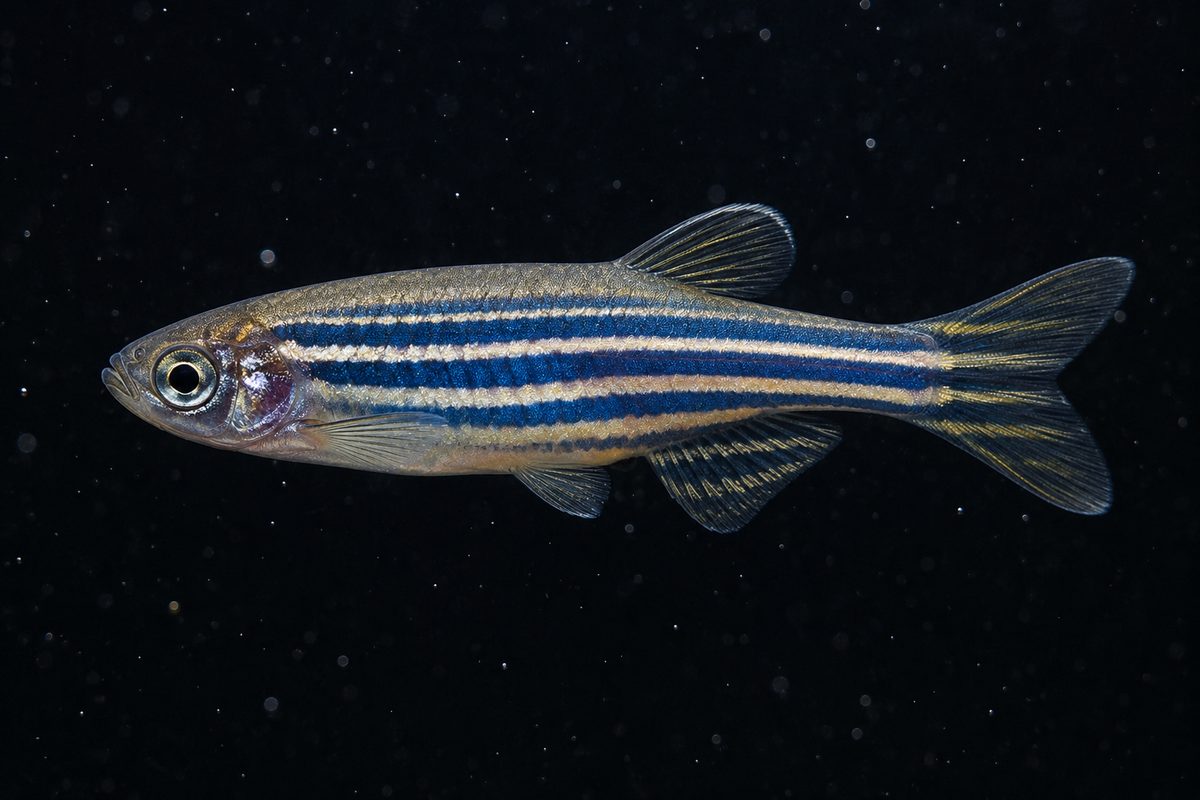 Данио рерио (Danio rerio)