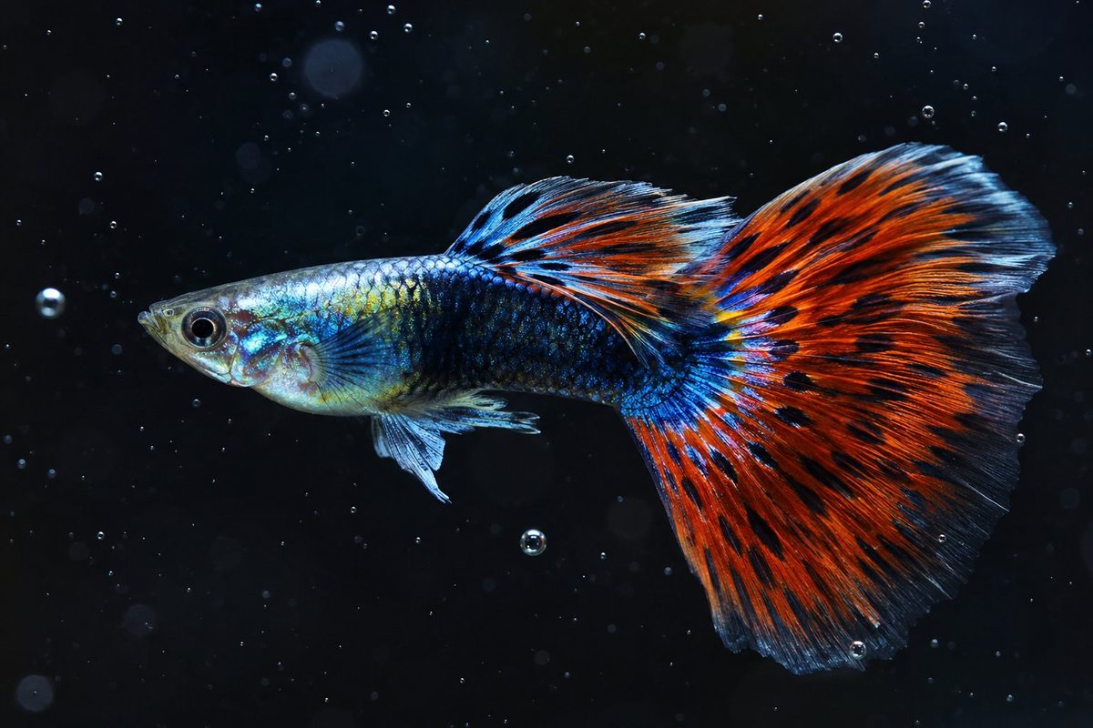 Гуппи (Poecilia reticulata)