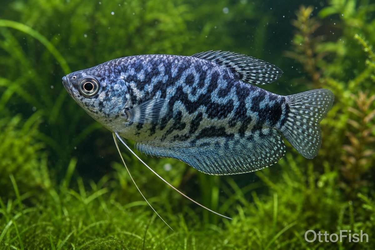 Гурами мраморный (Trichopodus trichopterus)
