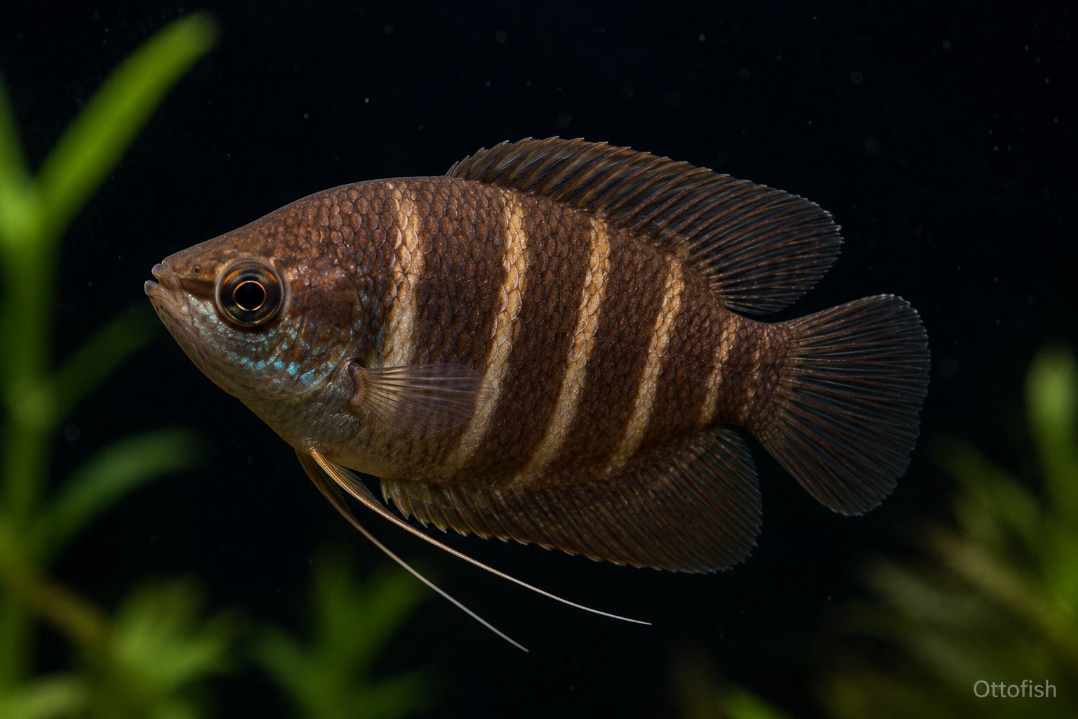 Гурами шоколадный (Sphaerichthys osphromenoides)