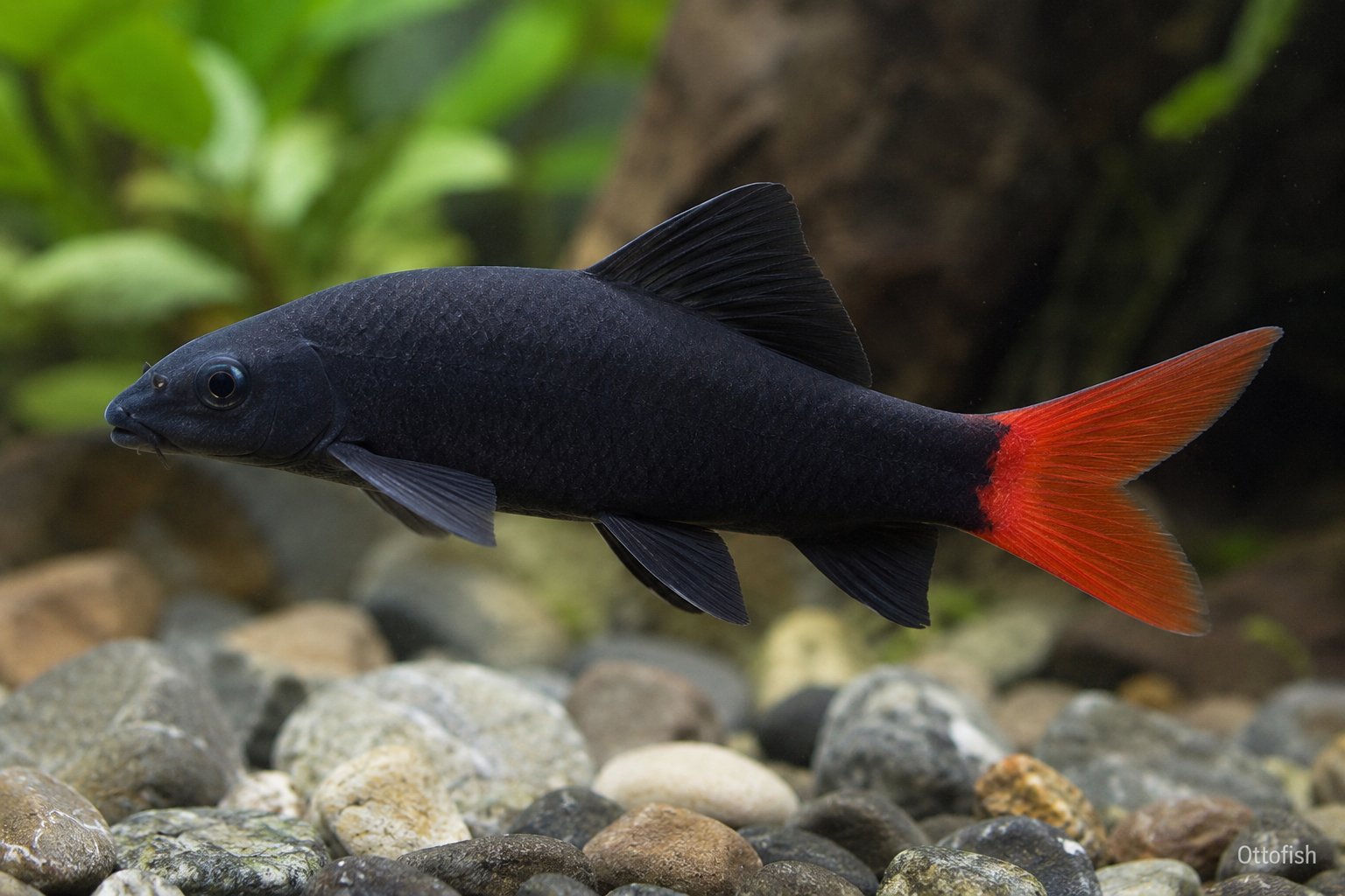 Лабео двухцветный (Epalzeorhynchos bicolor)