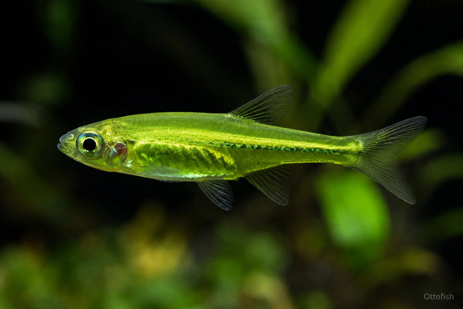 Микрорасбора Куботаи (Microdevario kubotai)