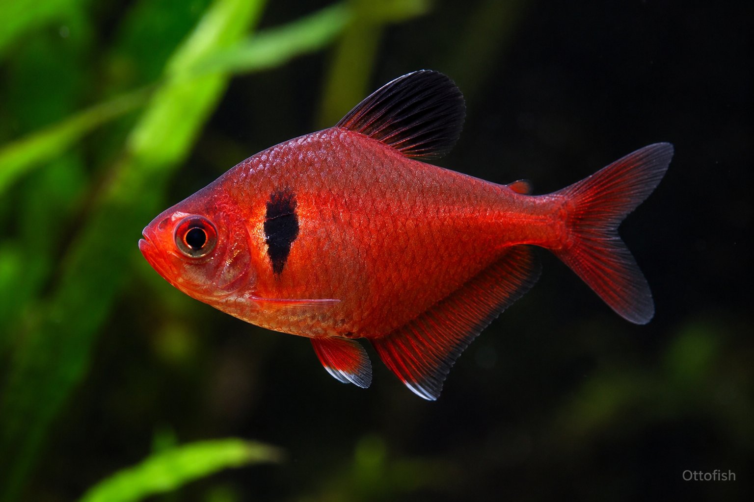 Минор (Hyphessobrycon eques)