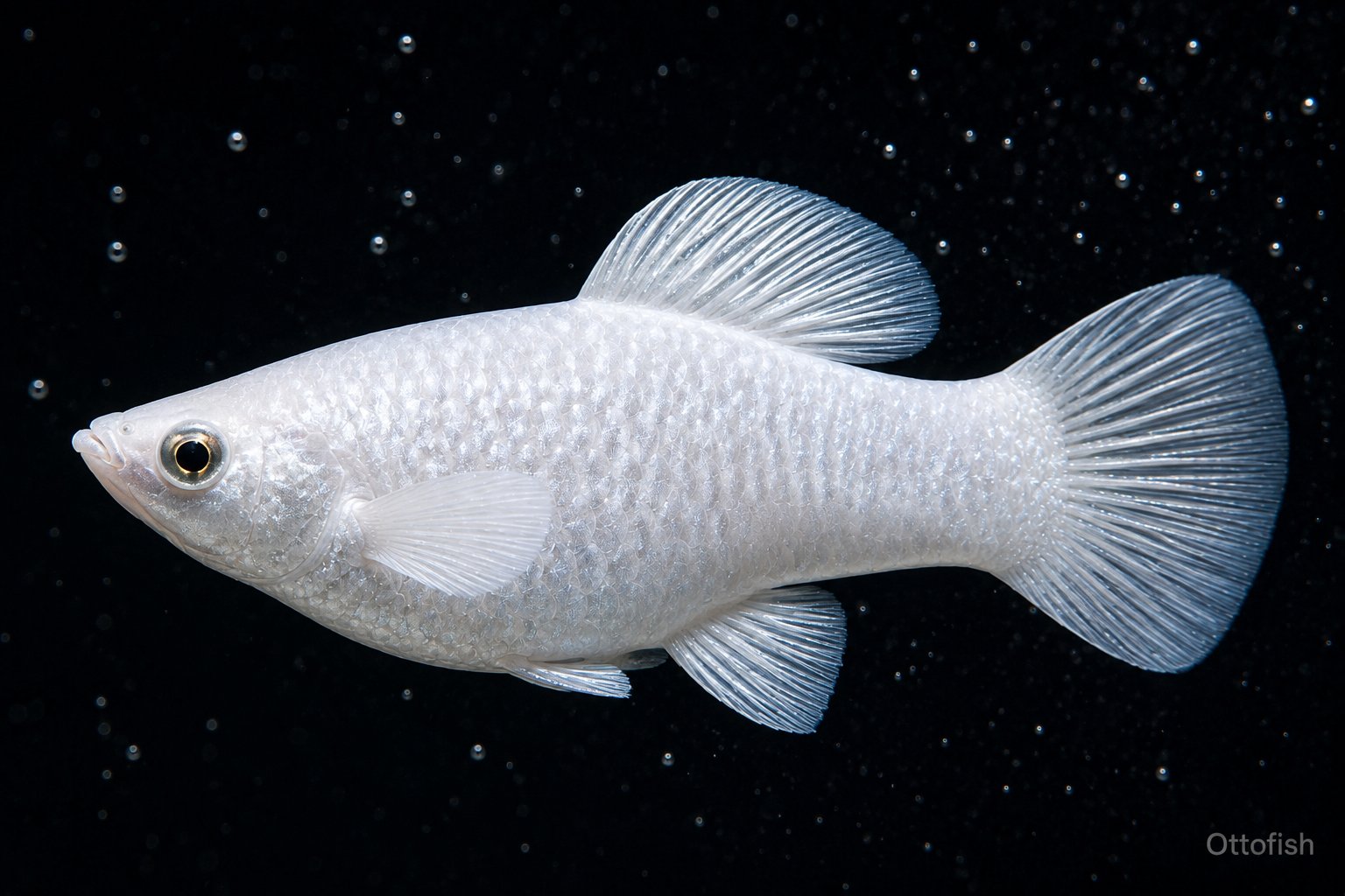Моллинезия (Poecilia sphenops)