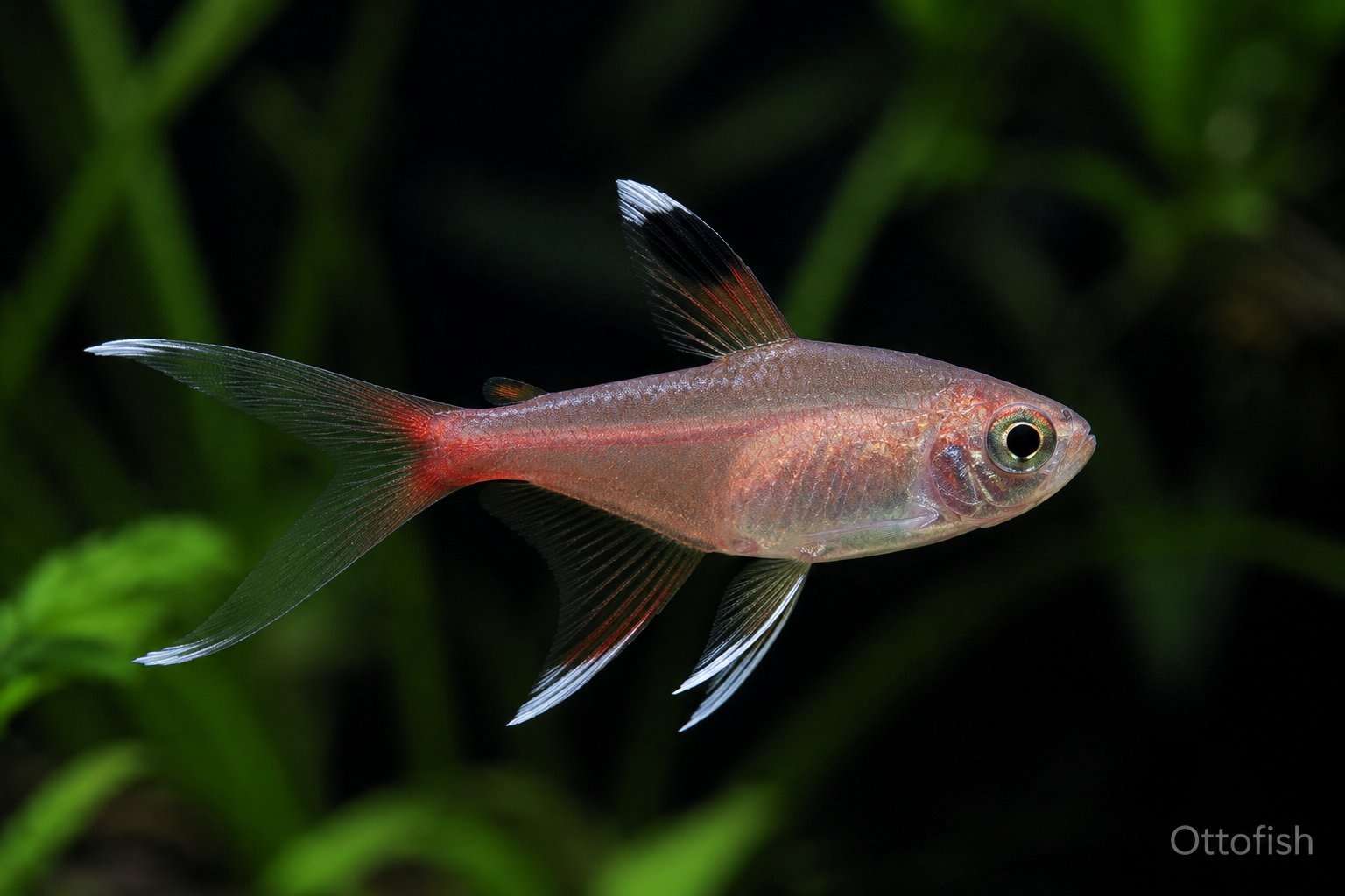 Орнатус (Hyphessobrycon bentosi)