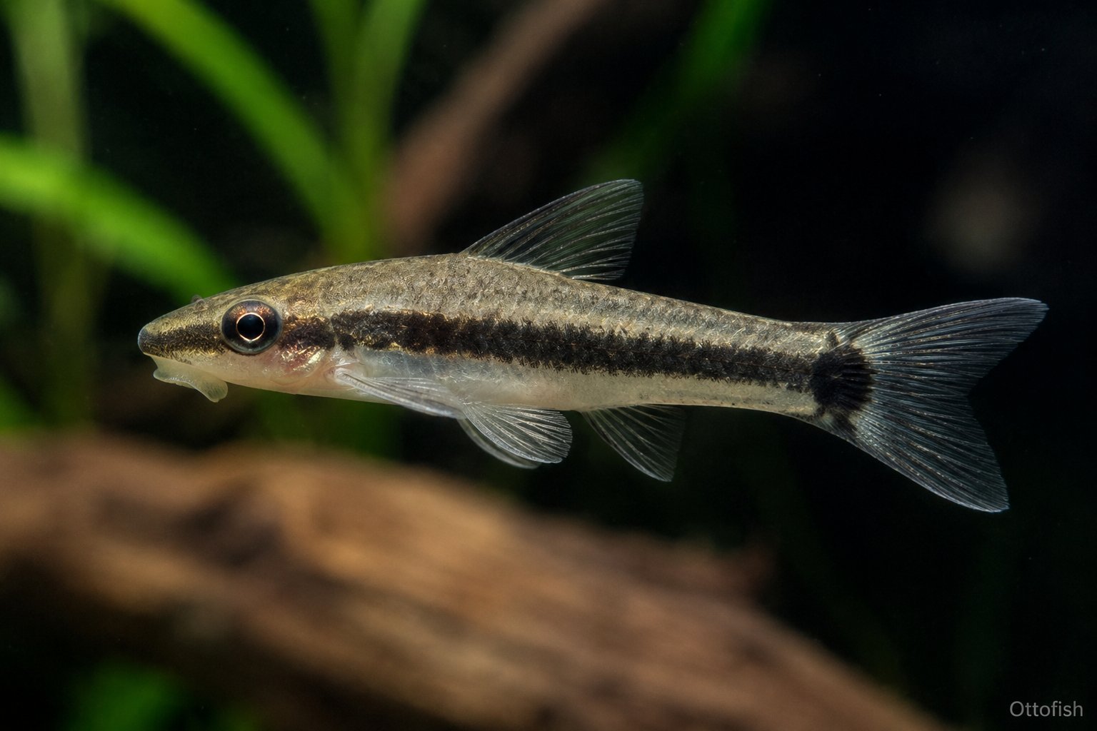 Отоцинклюс (Otocinclus affinis)