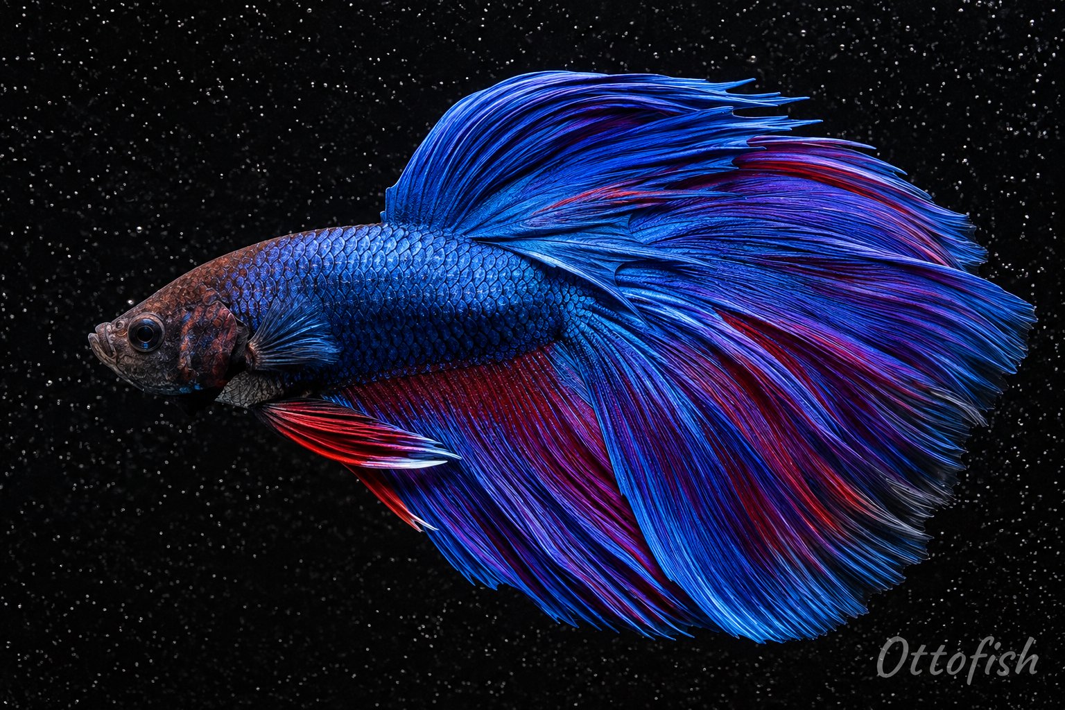 Петушок (Betta splendens)