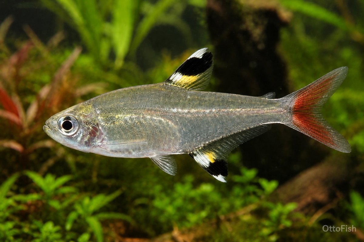 Пристелла (Pristella maxillaris)