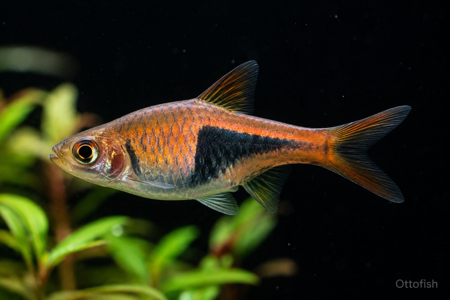 Расбора клинопятнистая (Trigonostigma heteromorpha)