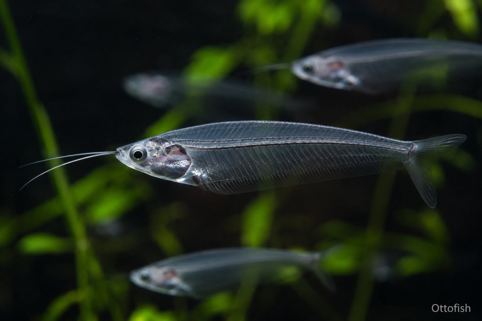 Сом стеклянный (Kryptopterus vitreolus)