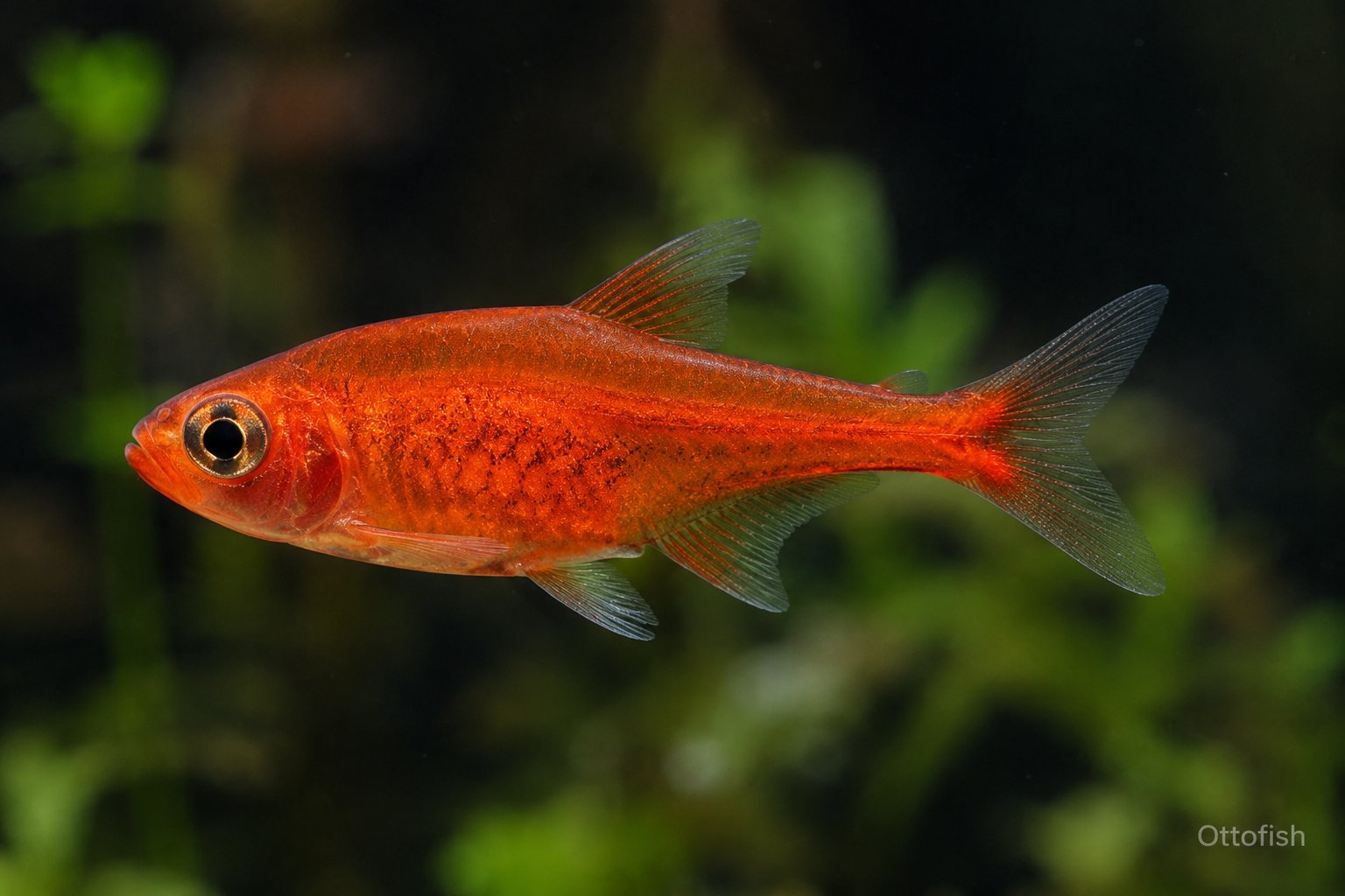 Тетра Аманда (Hyphessobrycon amandae)