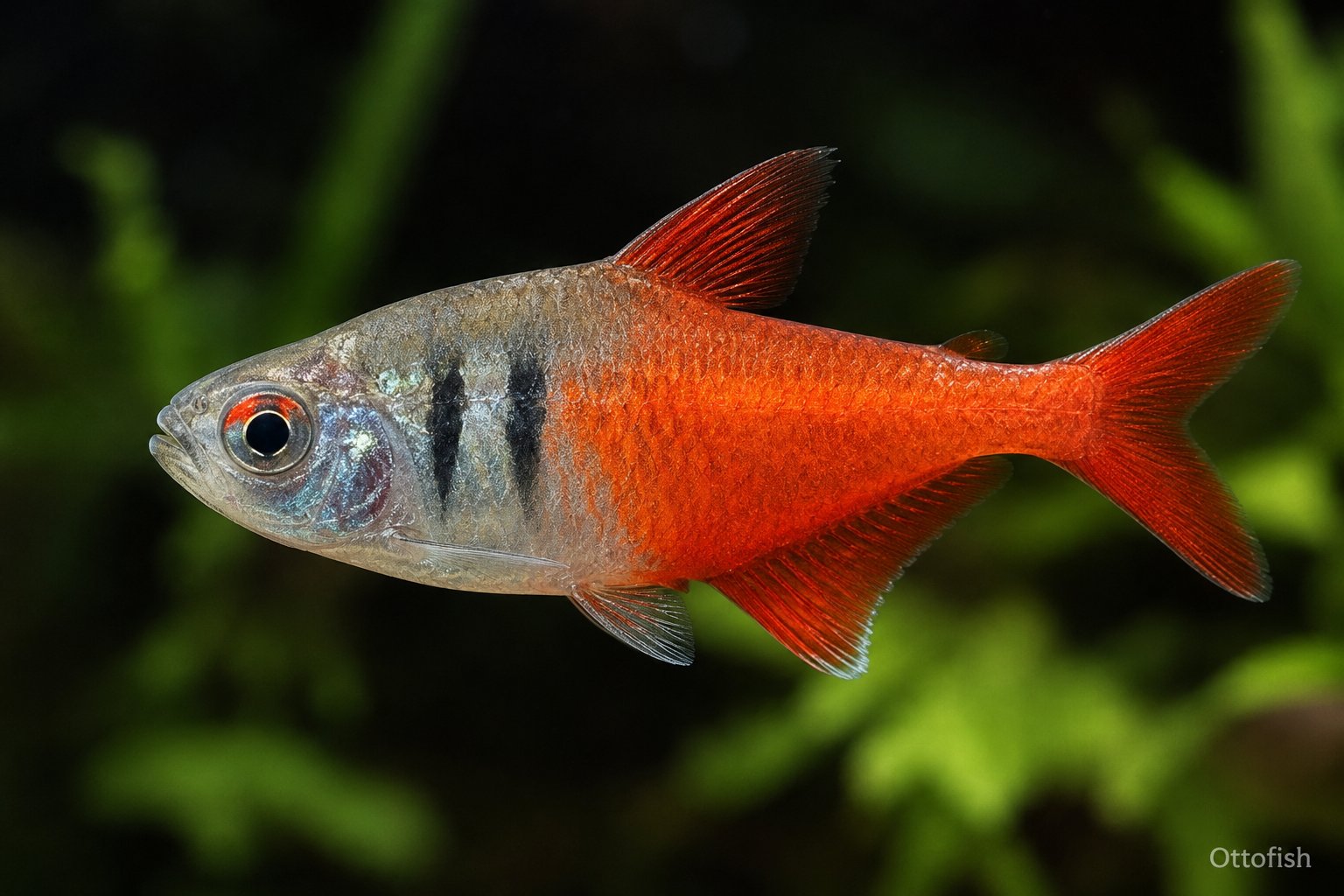 Тетра фон Рио (Hyphessobrycon flammeus)