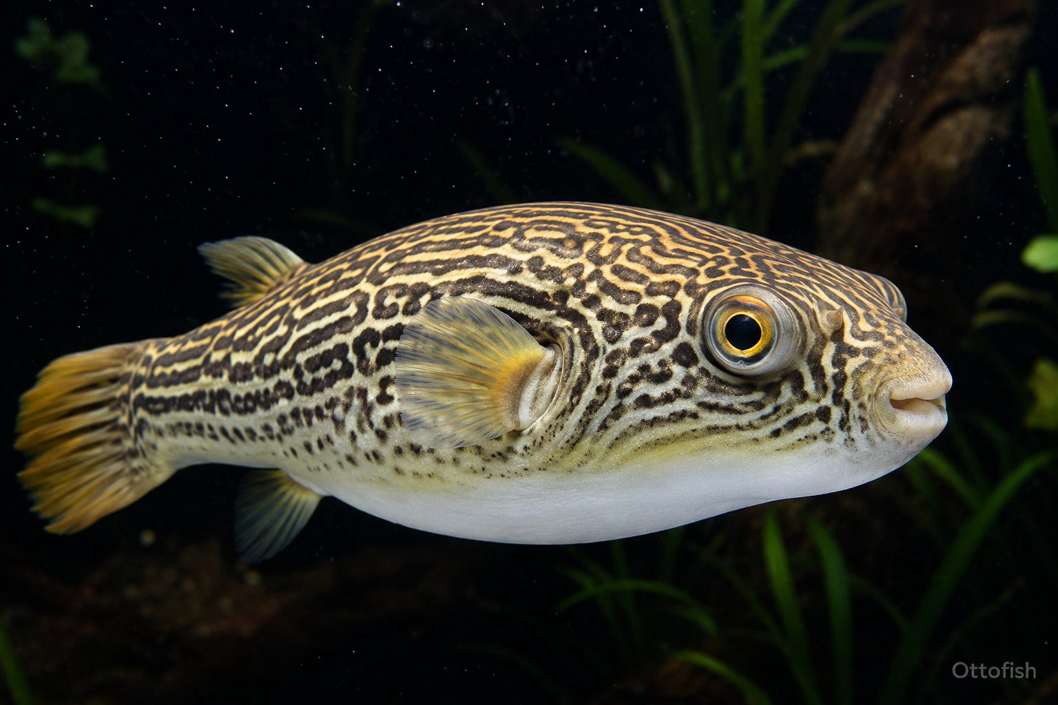 Тетрадон фахака (Tetraodon lineatus)