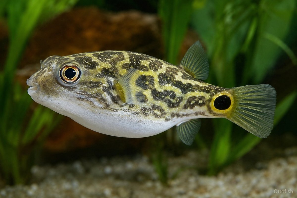Тетрадон куткутия (Leiodon cutcutia)
