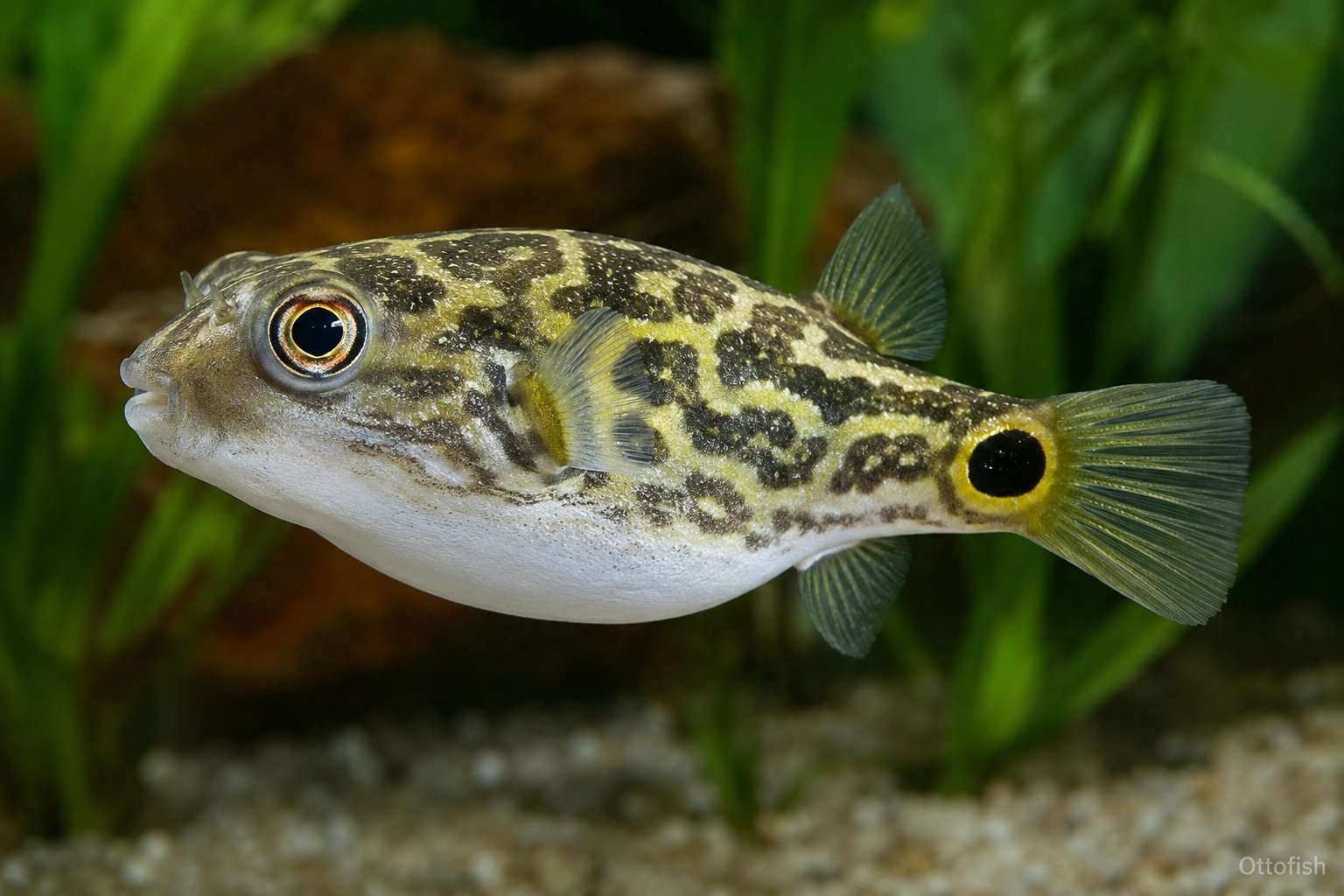 Тетрадон восьмёрка (Dichotomyctere ocellatus)