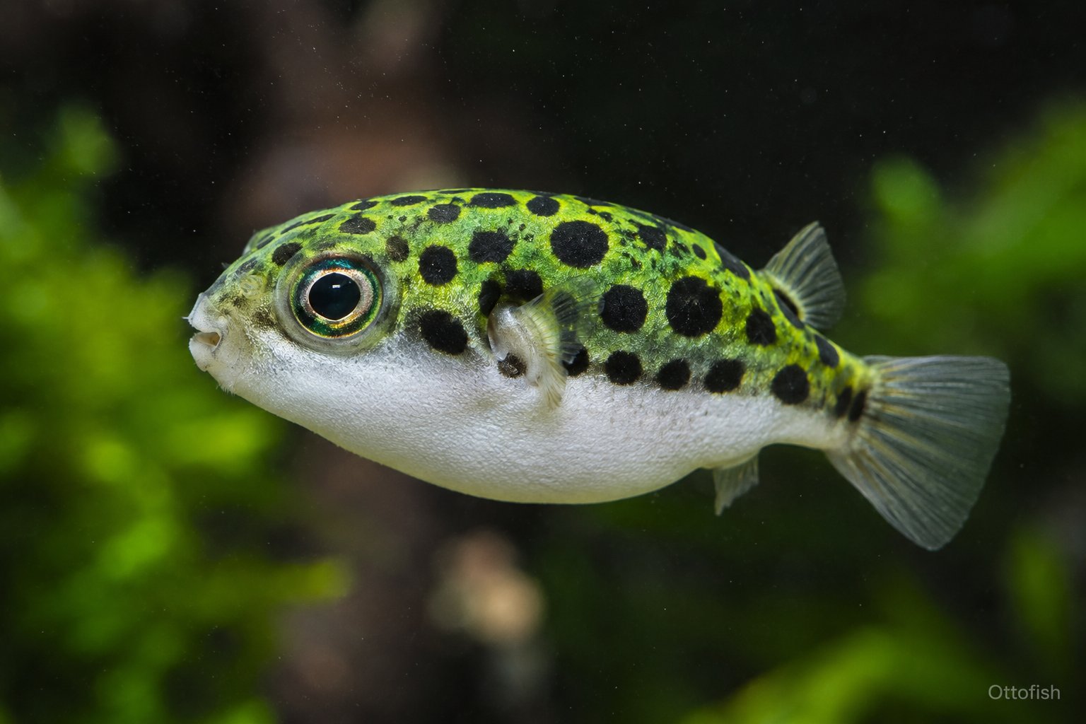 Тетрадон зелёный пятнистый (Dichotomyctere nigroviridis)